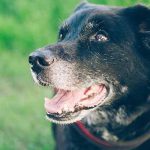 prolonger l'espérance de vie du chien