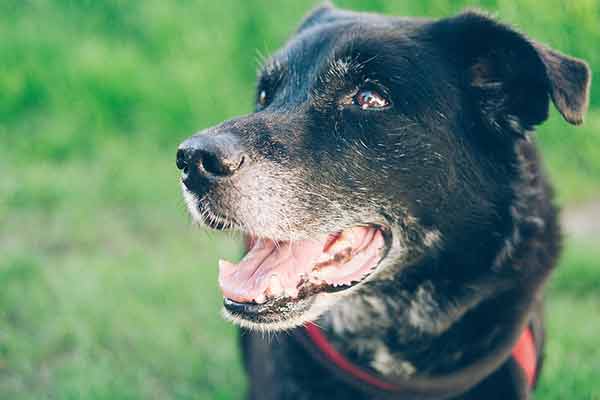 Conseils Pour Prolonger Lespérance De Vie Du Chien