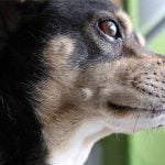 nettoyer sa maison des puces de chien