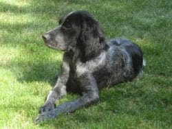 Epagneul bleu de Picardie