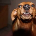 calmer l'agressivité du chien