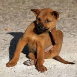 alleregie au piqure de puce chez le chien