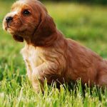 apprendre la propreté à son chiot