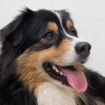 hot spots chez le chien