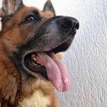 trachéite chez le chien