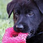 les bienfaits de jouer avec son chien