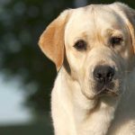 pyodermites superficielles du chien