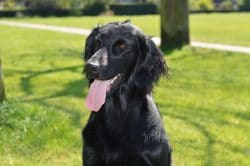 Flat Coated Retriever ducation caract re sant budget et prix