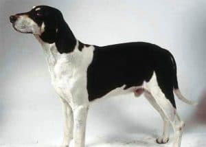 crédit photo dogbreedplus.com