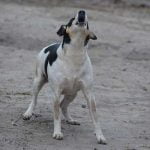 chien qui aboie sans cesse