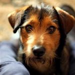 mon chien attaque les invités