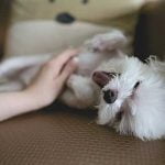 gastro enterite du chien