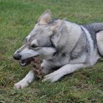 mon chien mange tout