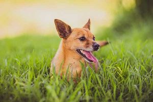 chien qui fugue