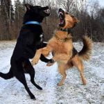 conflit entre chiens