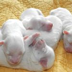 éclampsie chez le chienne