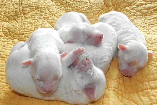 éclampsie chez le chienne