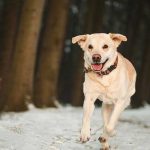 mon chien ne revient pas au rappel