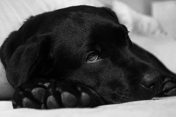 insuffisance pancreatique exocrine du chien