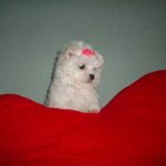 les sentiments chez le chien