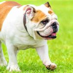 syndrome de proliferation bacterienne de l'intestin grele du chien