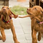 apprentissage du chiot par le jeu