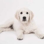 mon chien ne mange plus