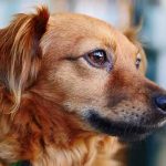 mon chien a les yeux rouges