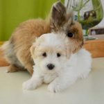 cohabitation du chien avec d'autres animaux