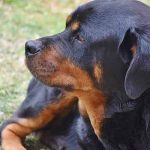 dysplasie de la hanche chez le chien