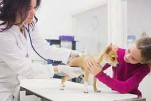 etapes-rembousement-assurance-pour-animaux
