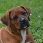 comment faire obéir un chien