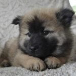 nom de chien en n pour 2017