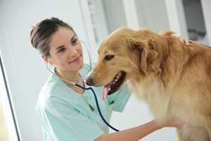 problemes-cardiaques-chien