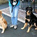 promener deux chiens en même temps