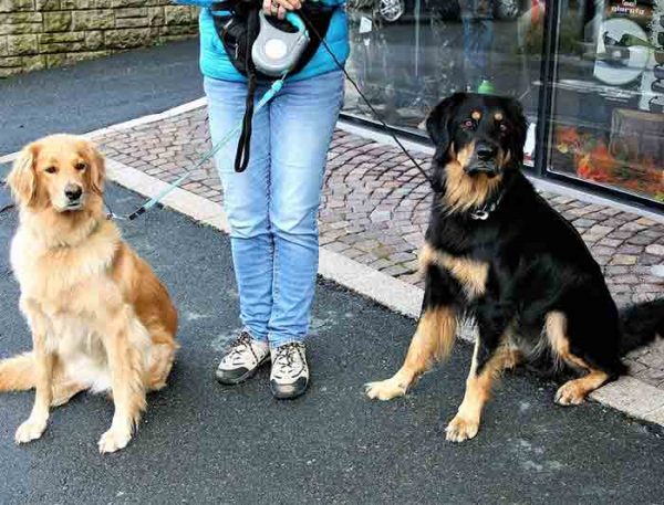 Plusieurs chiens à la maison : réussir la cohabitation - Toutoupourlechien