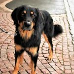 apprendre la marche au pied à son chien