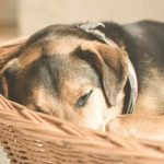 apprendre à son chien à aller dans son panier