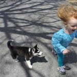 avoir peur des chiens