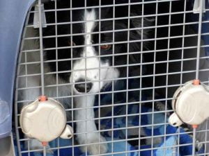 La caisse de transport pour chien