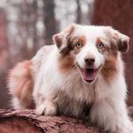 calmer un chien nerveux