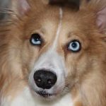 l'alimentation saine du chien