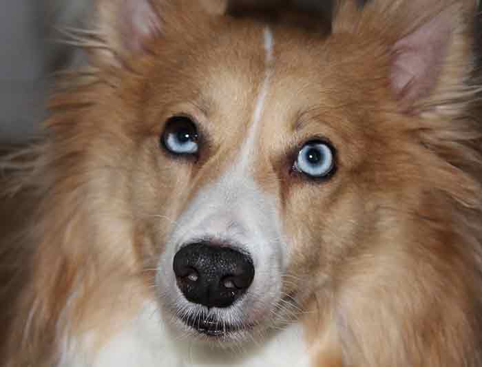 l'alimentation saine du chien
