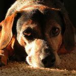 automutilation chez le chien