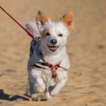 partir en vacances avec son chien