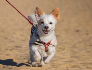 partir en vacances avec son chien