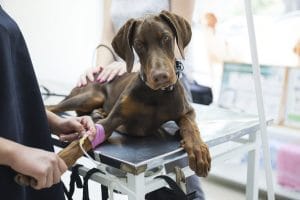 Hernies Du Chien Symptômes Diagnostics Et Traitements