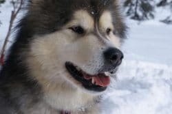 Malamute De Lalaska éducation Caractère Santé Prix