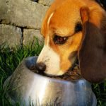 L'alimentation du chien de chasse