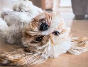 apprendre des tours à son chien